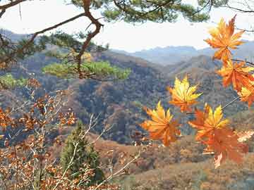 廈門灣1號最新房價動態(tài)及市場趨勢深度解析